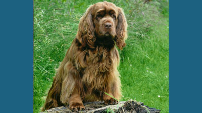 Sussex Spaniel 8