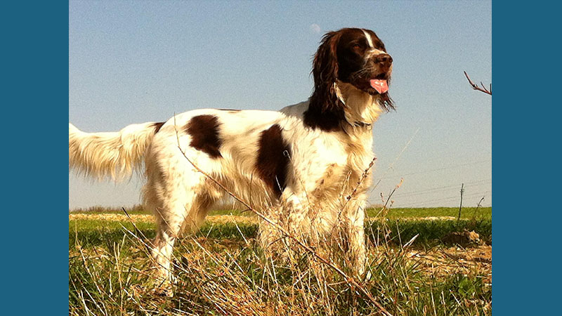 Sussex Spaniel 9