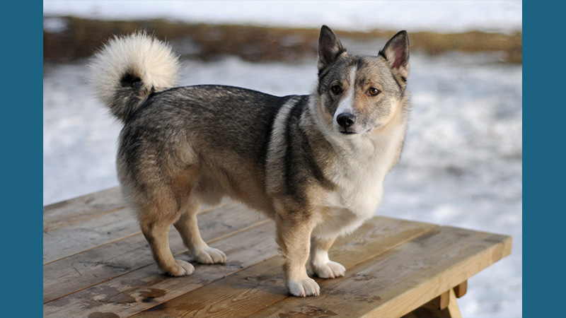 Swedish Vallhund 1