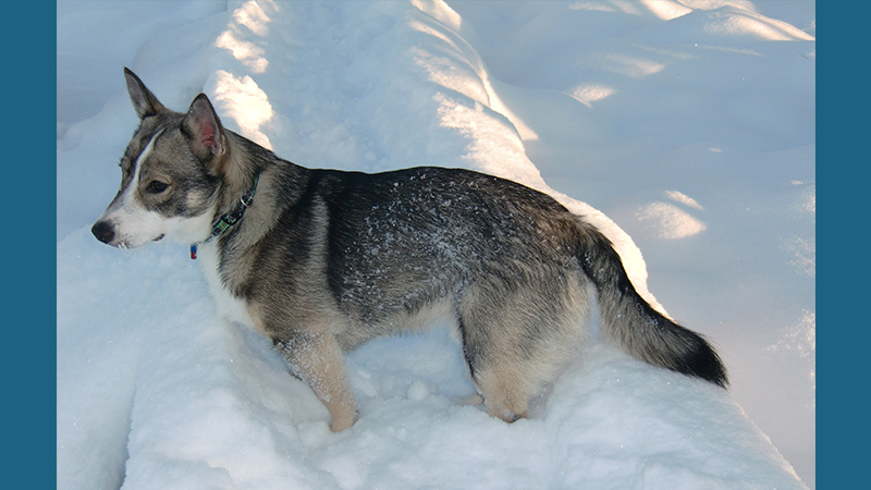 Swedish Vallhund 10