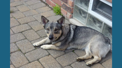 Swedish Vallhund 11