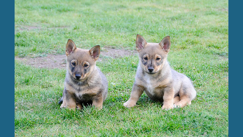 Swedish Vallhund 12