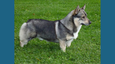 Swedish Vallhund 13