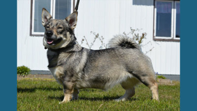 Swedish Vallhund 14