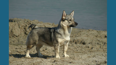 Swedish Vallhund 15