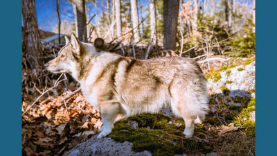 Swedish Vallhund 2