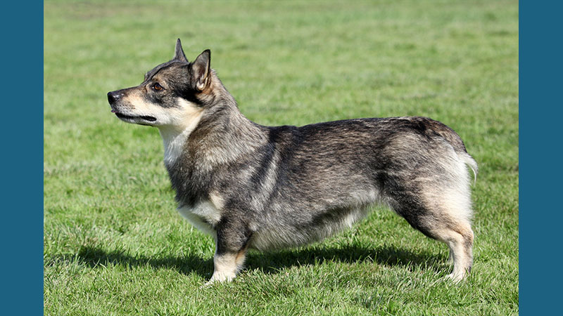 Swedish Vallhund 3