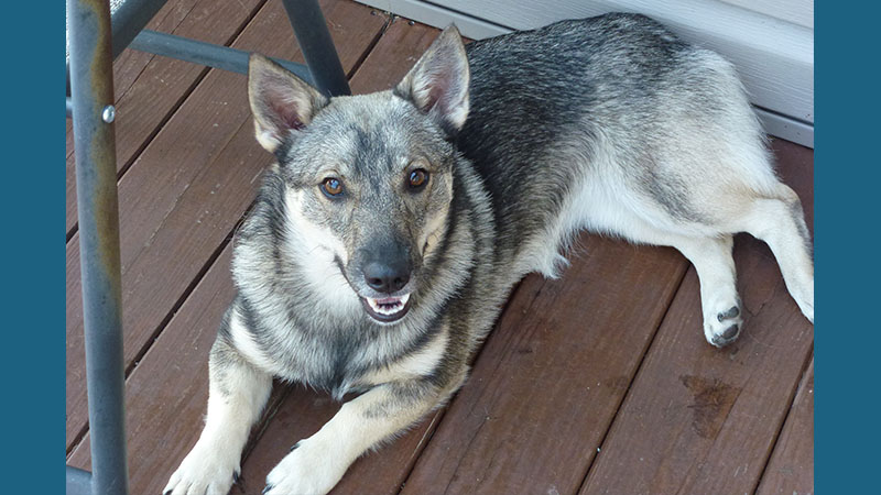 Swedish Vallhund 4