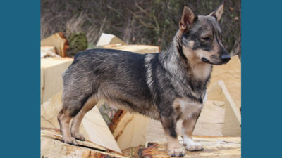 Swedish Vallhund 5