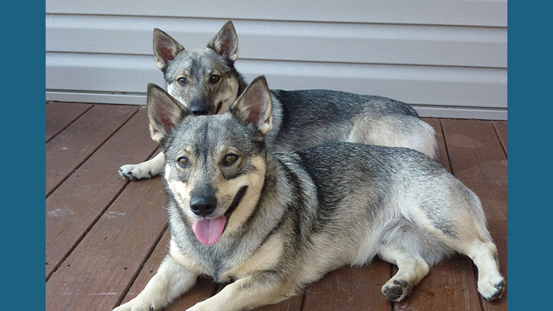 Swedish Vallhund 6