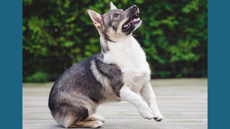 Swedish Vallhund 7