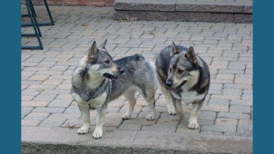 Swedish Vallhund 8