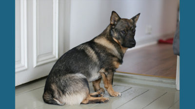 Swedish Vallhund 9