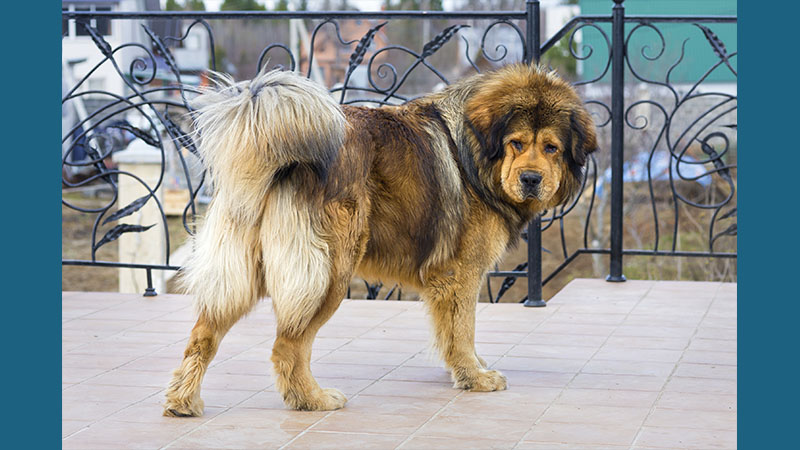 Tibetan Mastiff 1