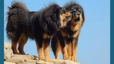 Tibetan Mastiff 10