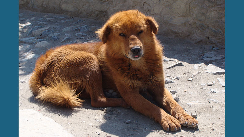 Tibetan Mastiff 11
