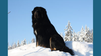 Tibetan Mastiff 12