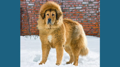 Tibetan Mastiff 13