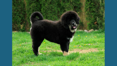 Tibetan Mastiff 14