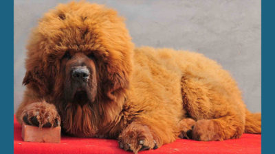 Tibetan Mastiff 15