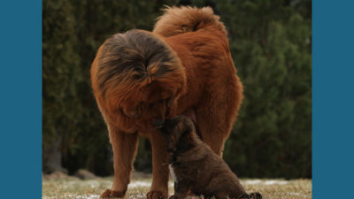 Tibetan Mastiff 16