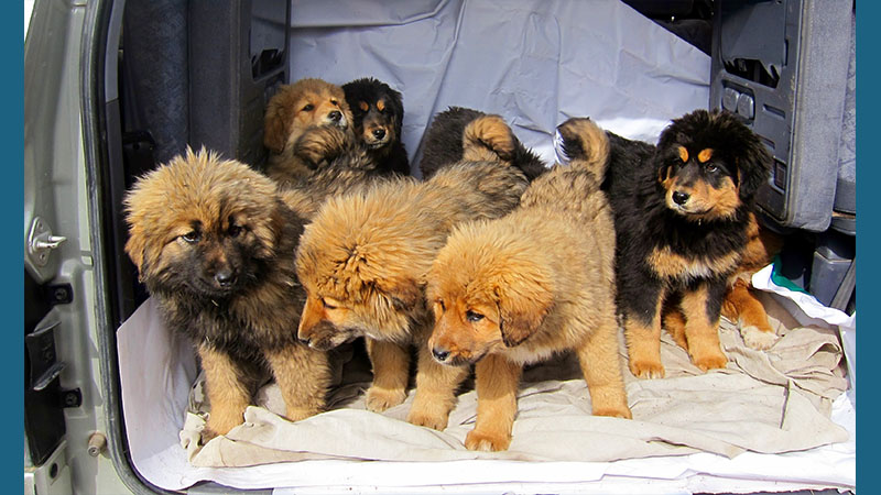 Tibetan Mastiff 17