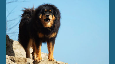 Tibetan Mastiff 2