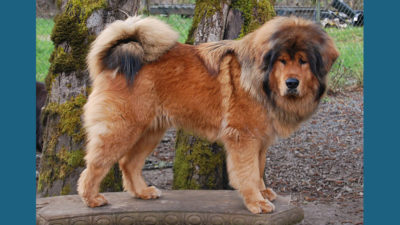 Tibetan Mastiff 3