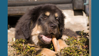 Tibetan Mastiff 4