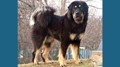 Tibetan Mastiff 5