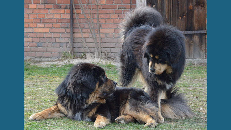 Tibetan Mastiff 7