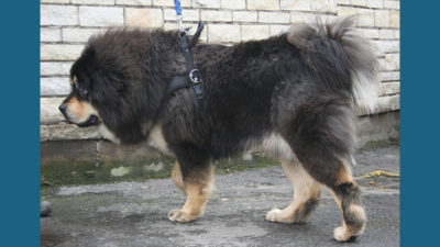 Tibetan Mastiff 8