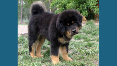 Tibetan Mastiff 9