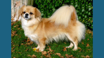 Tibetan Spaniel 1