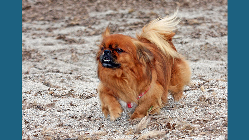 Tibetan Spaniel 10