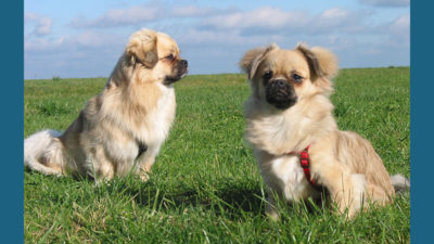 Tibetan Spaniel 2