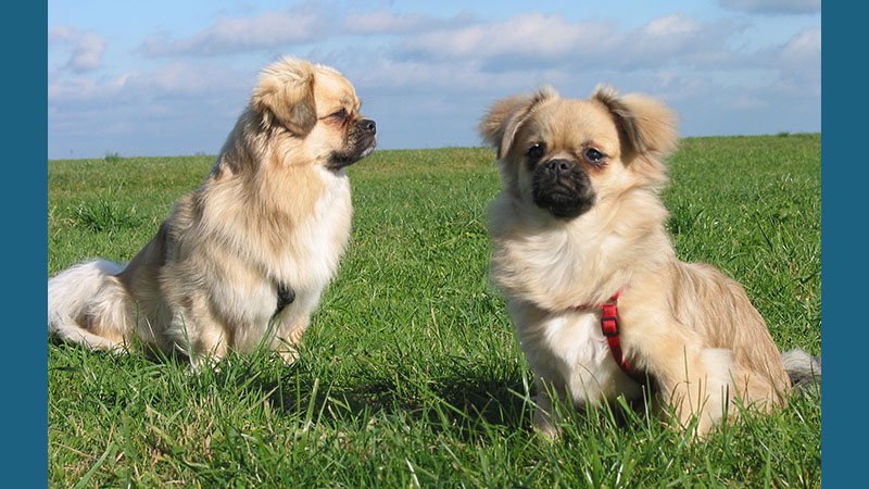 Tibetan Spaniel 2