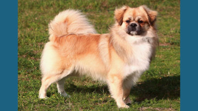 Tibetan Spaniel 3