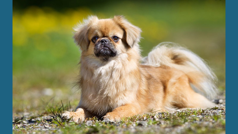 Tibetan Spaniel 4