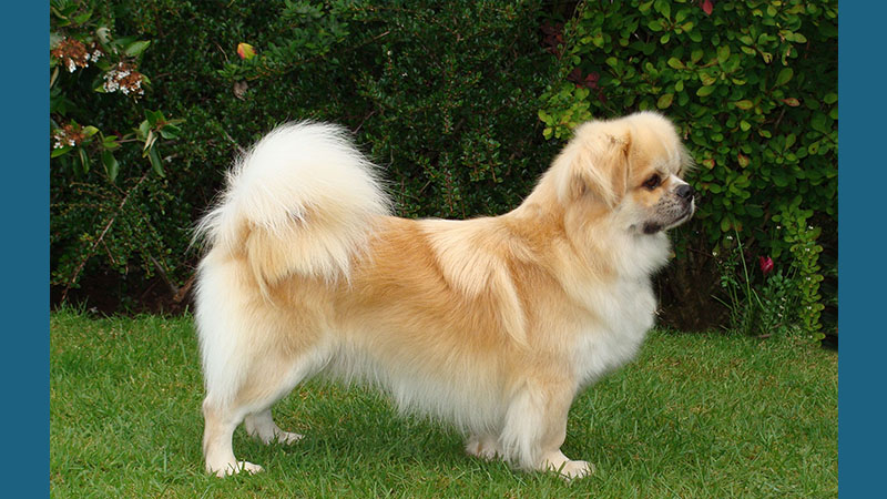 Tibetan Spaniel 5