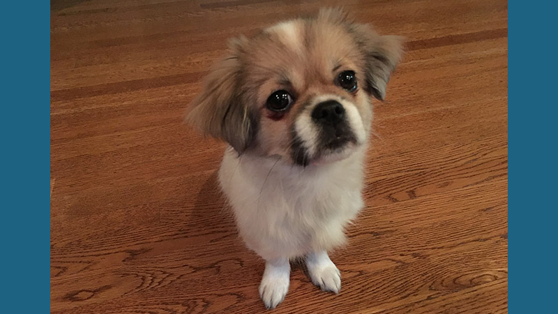 Tibetan Spaniel 6