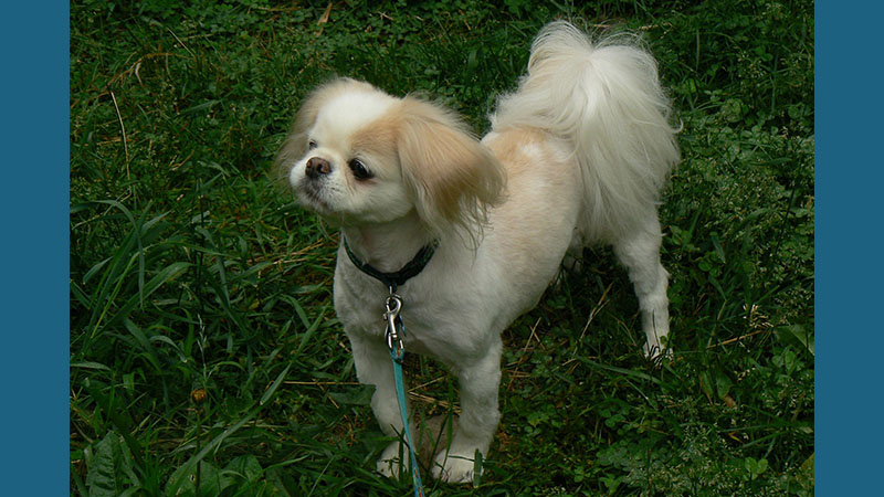 Tibetan Spaniel 7