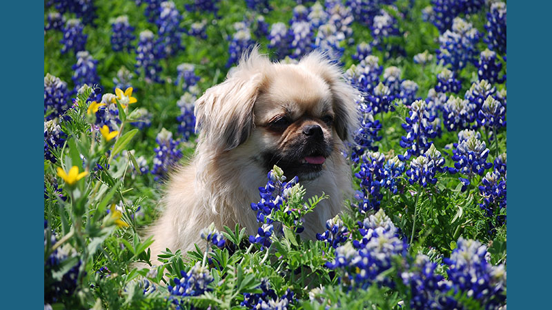 Tibetan Spaniel 8