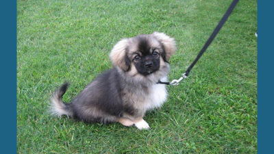 Tibetan Spaniel 9