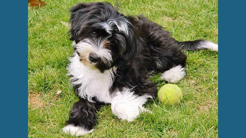 Tibetan Terrier 1