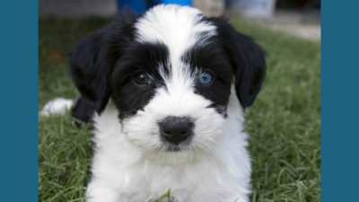 Tibetan Terrier 10