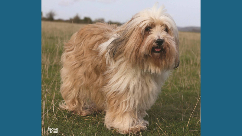 Tibetan Terrier 11