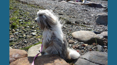 Tibetan Terrier 13