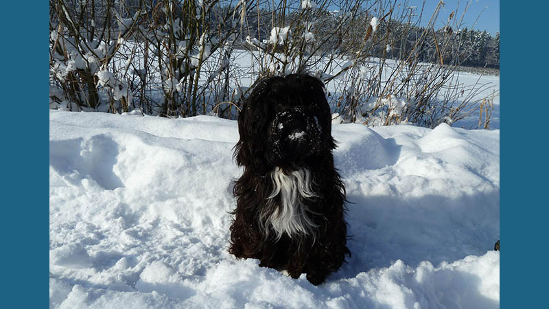 Tibetan Terrier 14