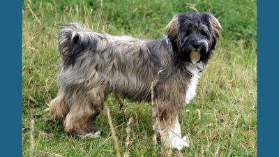 Tibetan Terrier 2